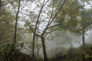 Tayland 'ın dağlarında sisli bir orman..