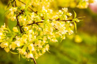 Kuhn Wang Kraliyet Projesi 'nde doğal geçmişi olan vahşi Himalaya kiraz çiçekleri, Tayland.