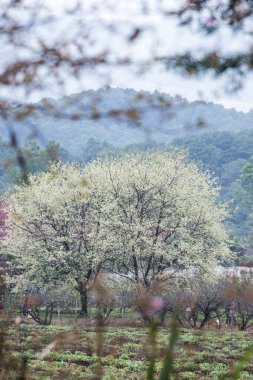Wild Himalayan Cherry in Khun Wang royal project, Thailand.