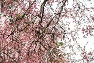 Wild Himalayan Cherry in Khun Wang royal project, Thailand.