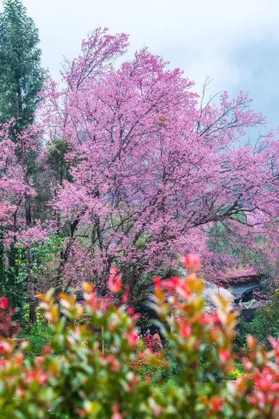 Wild Himalayan Cherry in Khun Wang royal project, Thailand.