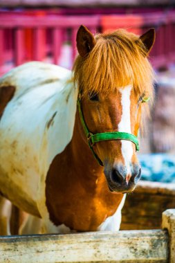 Tayland, Tayland 'da at kanı.