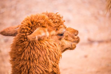 Tayland 'da Brown Alpaca Vicugna paketleri.