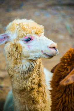Tayland, Tayland 'da beyaz Alpaca Vicugna paketleri.