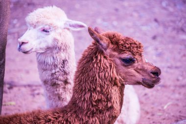 Tayland 'da Alpaca Vicugna paketleri.