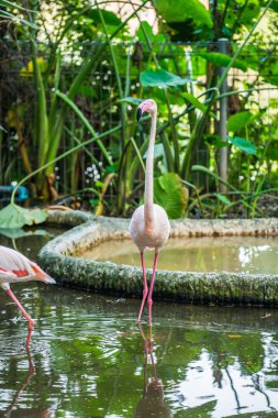 Tayland 'da daha büyük flamingo.