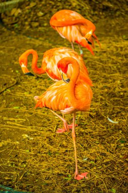 Tayland 'da Amerikan flamingosu.