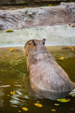 Tayland 'da Capybara.