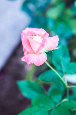 Pink rose in the garden, Thailand.