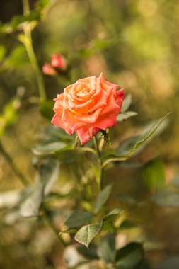 Bahçede portakal gülü, Tayland.