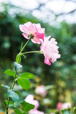 Pink rose in the garden, Thailand.