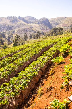 Çilek tarlası Doi Ang Khang, Tayland.