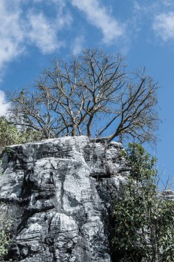 Chiangrai, Tayland 'da Doi Pha Tang' da Manzara Noktası.