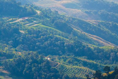 Tayland 'ın Chiangrai eyaletindeki Doi Pha Tang' da Dağ Manzarası.