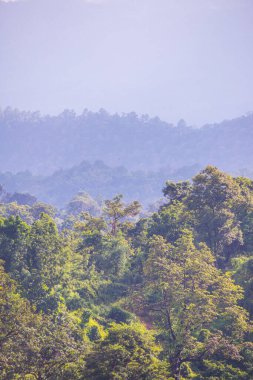 Tayland 'da sisli tropik yağmur ormanı.