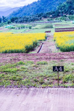 Tayland 'da Sunn Hemp Field.