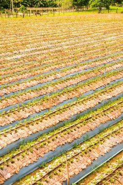 Tayland 'ın Chiangmai şehrinde çilek çiftliği..