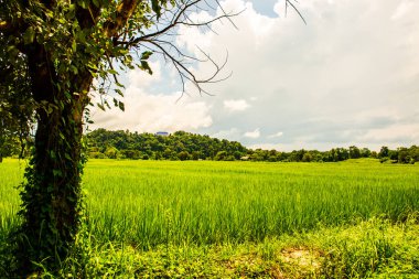 Rice field in Phayao province, Thailand.