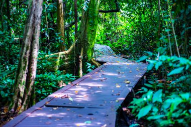 Phu Sang, Tayland 'da doğa yolu..