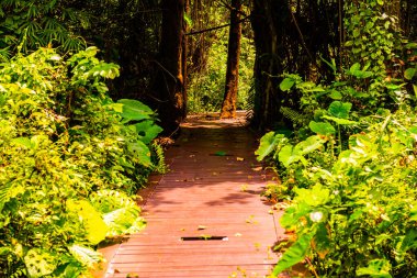Phu Sang, Tayland 'da doğa yolu..