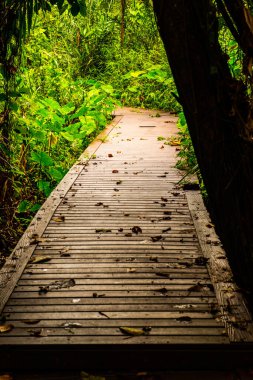 Phu Sang, Tayland 'da doğa yolu..