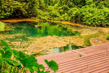 Tayland 'daki Phu Sang Milli Parkı' nda sıcak bir gölet..