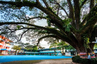 Tayland 'ın Chiang Kham bölgesinde güzel bir yağmur ağacı..