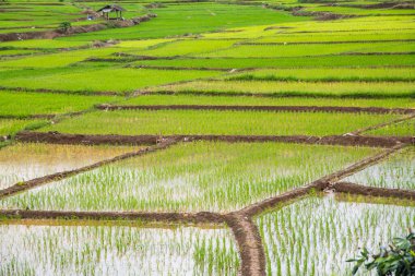 Rice field in Phayao province, Thailand.