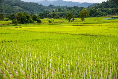 Rice field in Phayao province, Thailand.