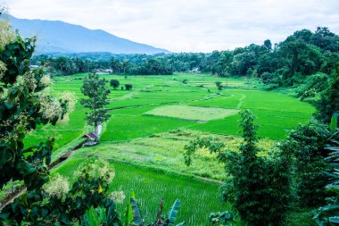 Wat Phuket manzaralı güzel pirinç tarlası, Tayland.