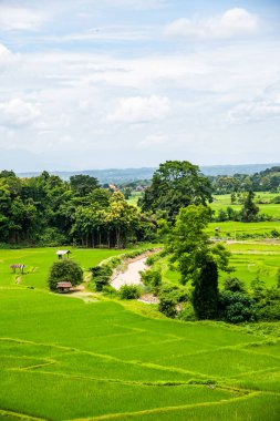 Tayland 'ın Pua bölgesindeki pirinç tarlası.