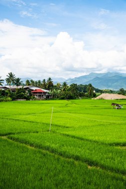 Tayland 'ın Pua bölgesindeki pirinç tarlası.