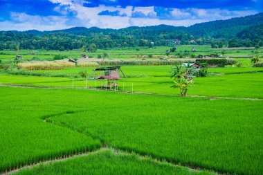 Nan 'ın Pua ilçesindeki pirinç tarlası.