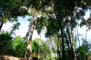 Lampang 'daki Tham Phatai Ulusal Parkı' nda ormanlı Buda heykeli..