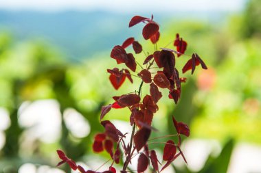 Yeşil arka planlı kırmızı yapraklar, Tayland.