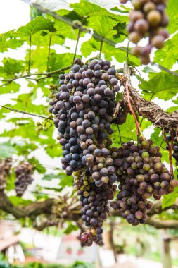 Tayland 'da şarap üzümleri.