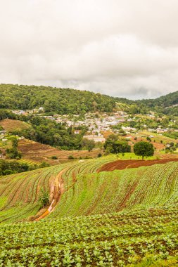 Mon Cham, Tayland 'daki dağdaki köy..