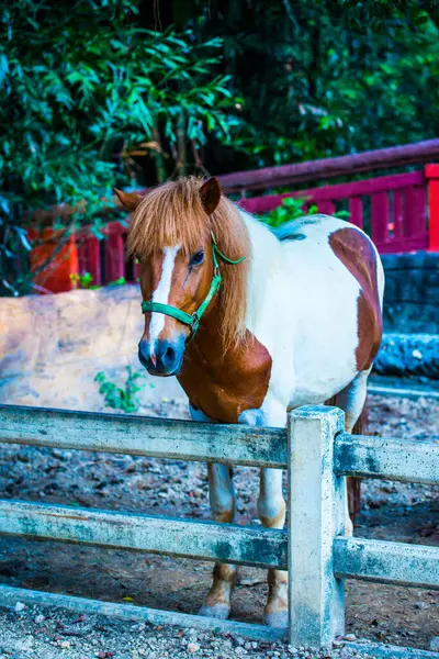 Horse Foreign Blood Thai Thailand — Stock Photo, Image