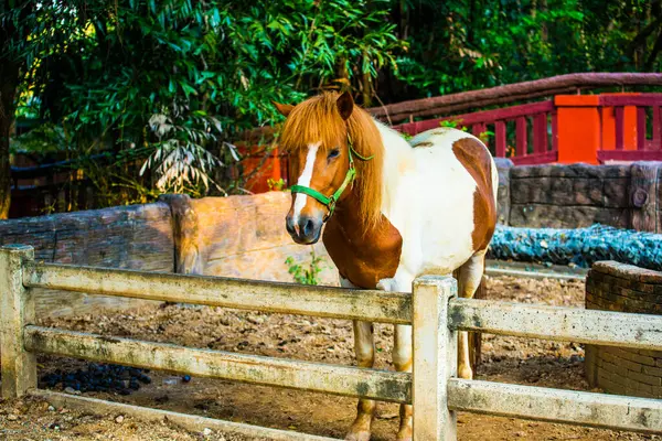 Pferd Mit Fremdem Blut Thai Thailand — Stockfoto