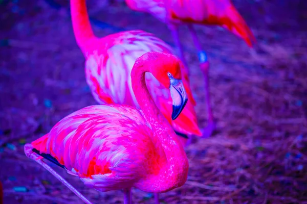 Американский Фламинго Таиланде — стоковое фото
