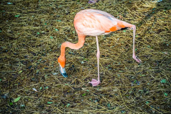 Amerikansk Flamingo Thai Thailand — Stockfoto
