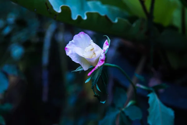 White Rose Garden Thailand — Stockfoto