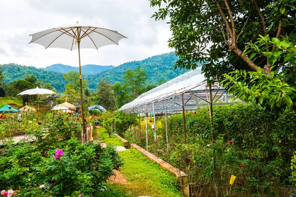 Jardín Rosas Montaña Tailandia — Foto de Stock