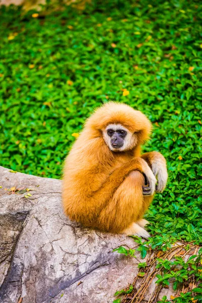 Gibbon Bianco Thai Thailandia — Foto Stock