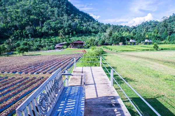 Terrace Strawberry Farm Thailand — Stock Photo, Image