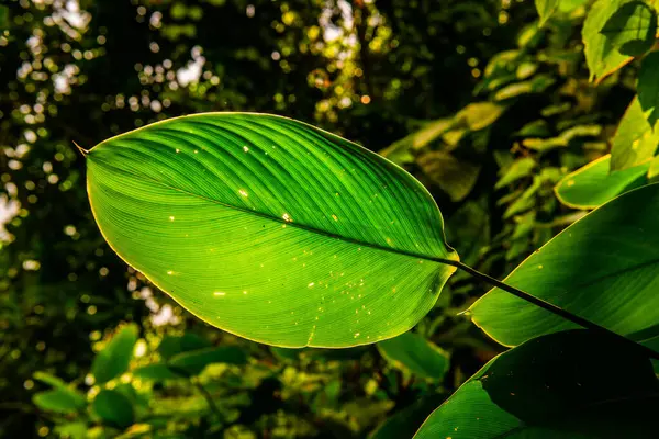 Foglia Verde Con Sfondo Naturale Thailandia — Foto Stock