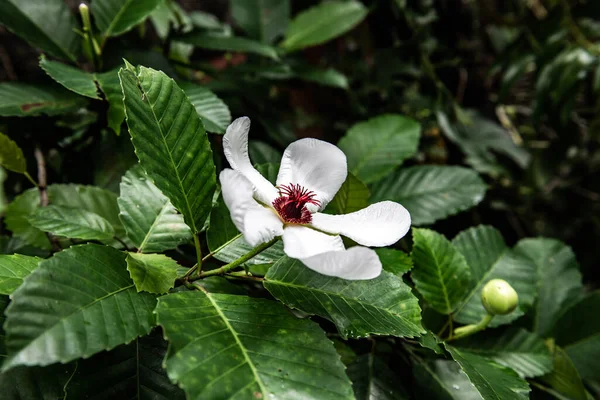 Flor Branca Parque Tailândia — Fotografia de Stock