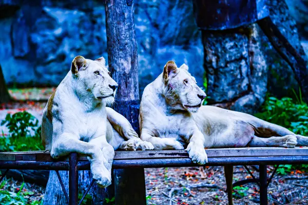 Porträtt Lejon Thailand — Stockfoto