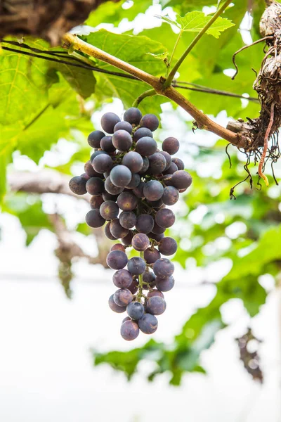 Tayland Şarap Üzümleri — Stok fotoğraf