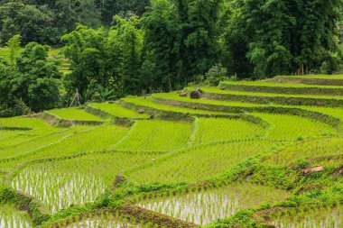 Tayland 'ın Chiangmai eyaletinde pirinç tarlaları..